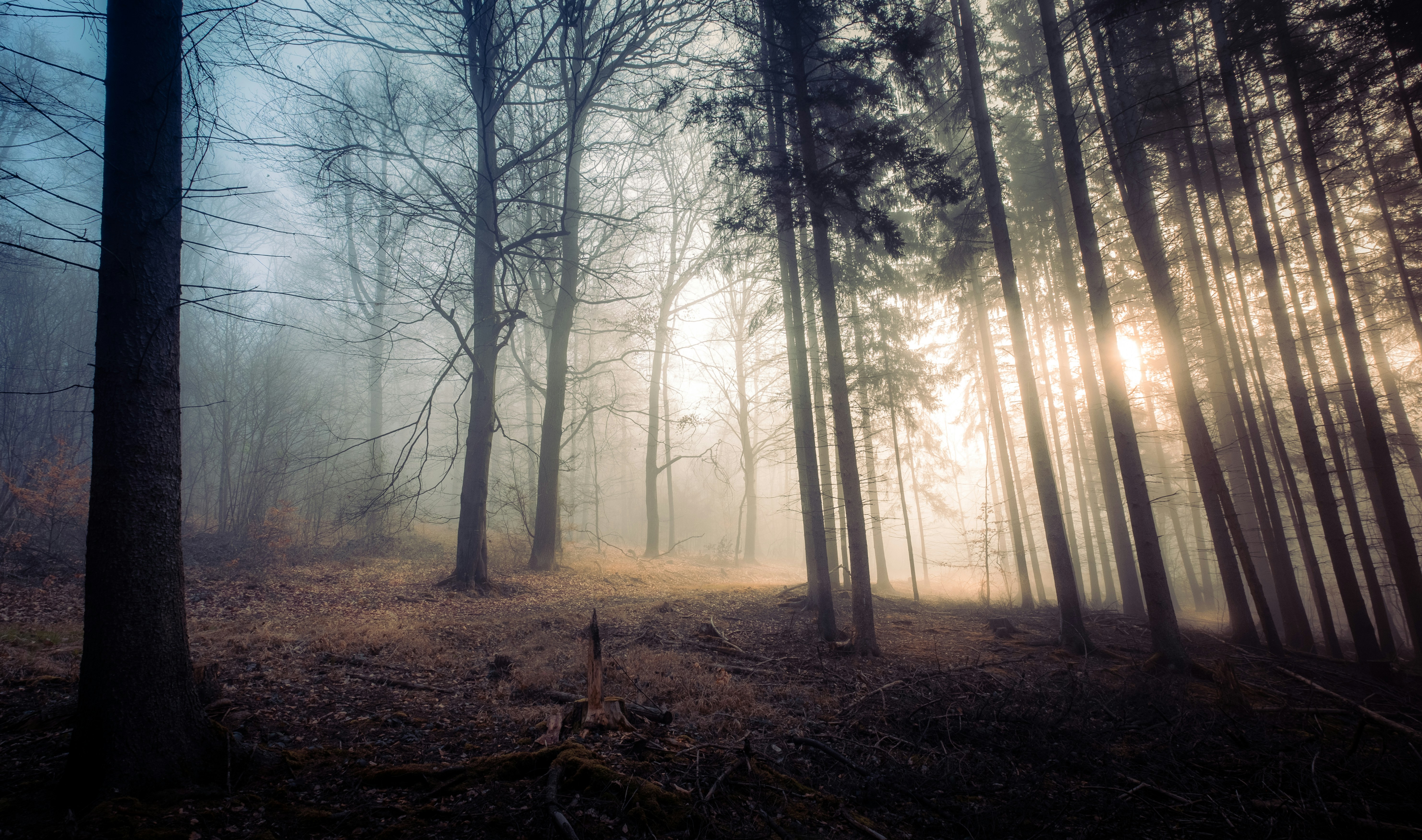 Misty forest with soft light filtering through the trees
